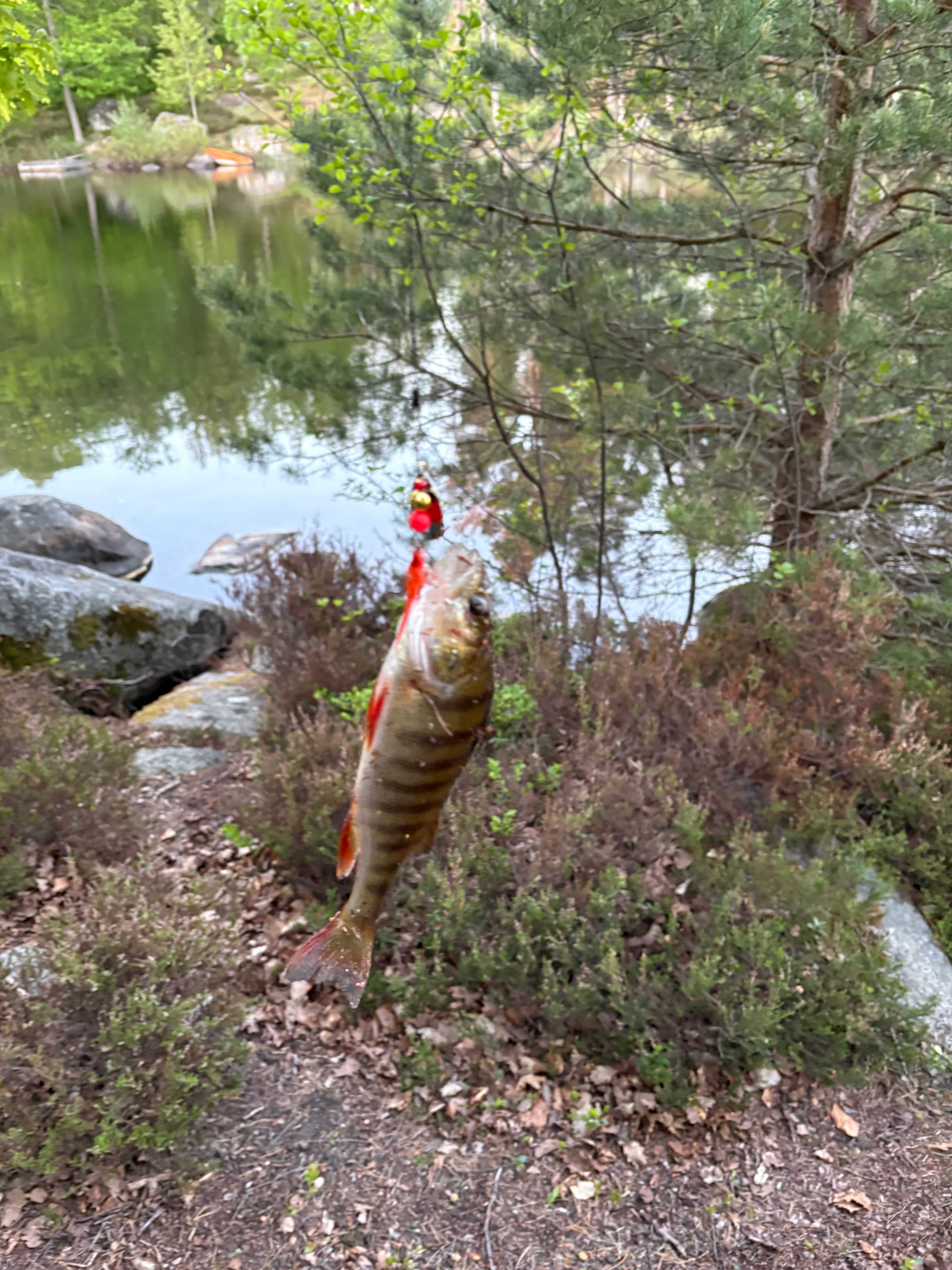 Kuva saaliista