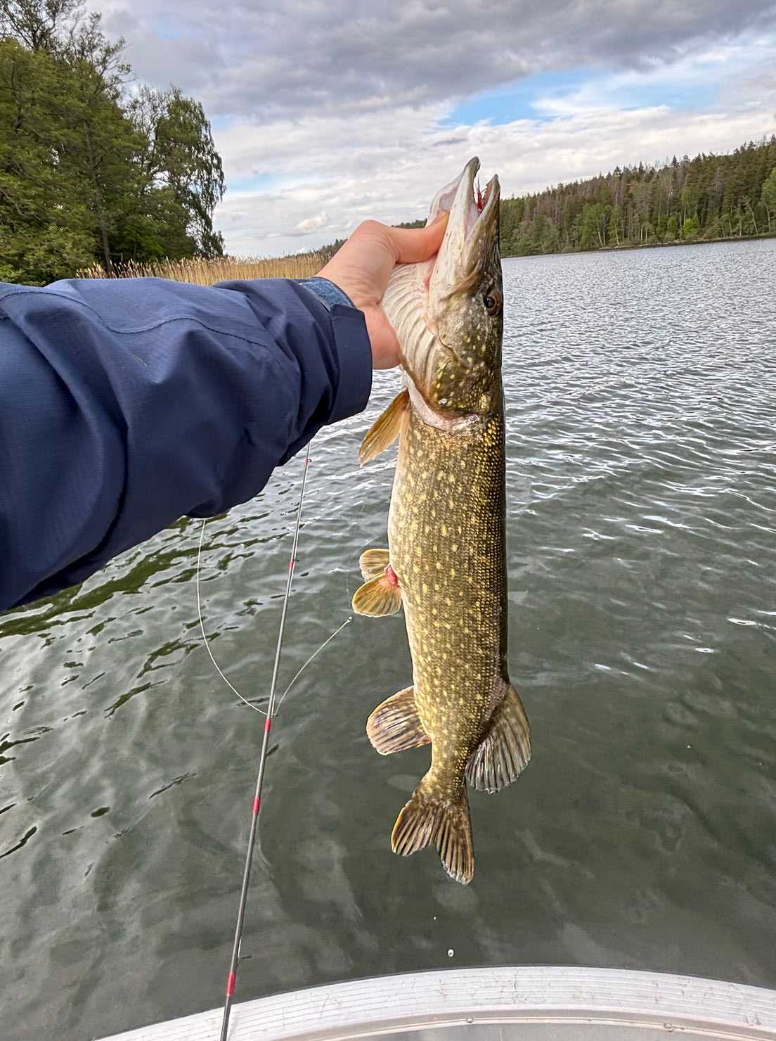 Bild des Fangs