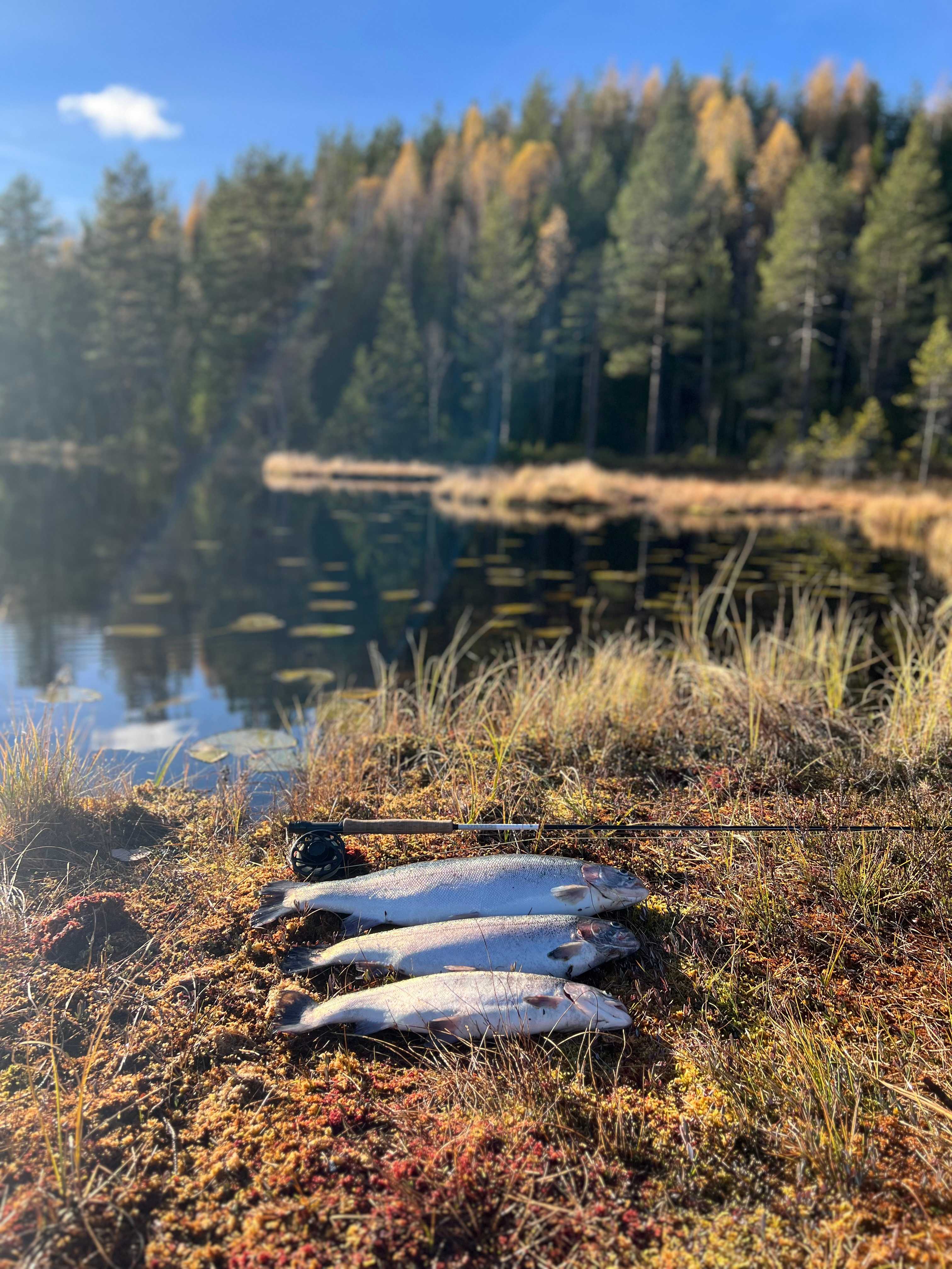 Fångstrapportbild