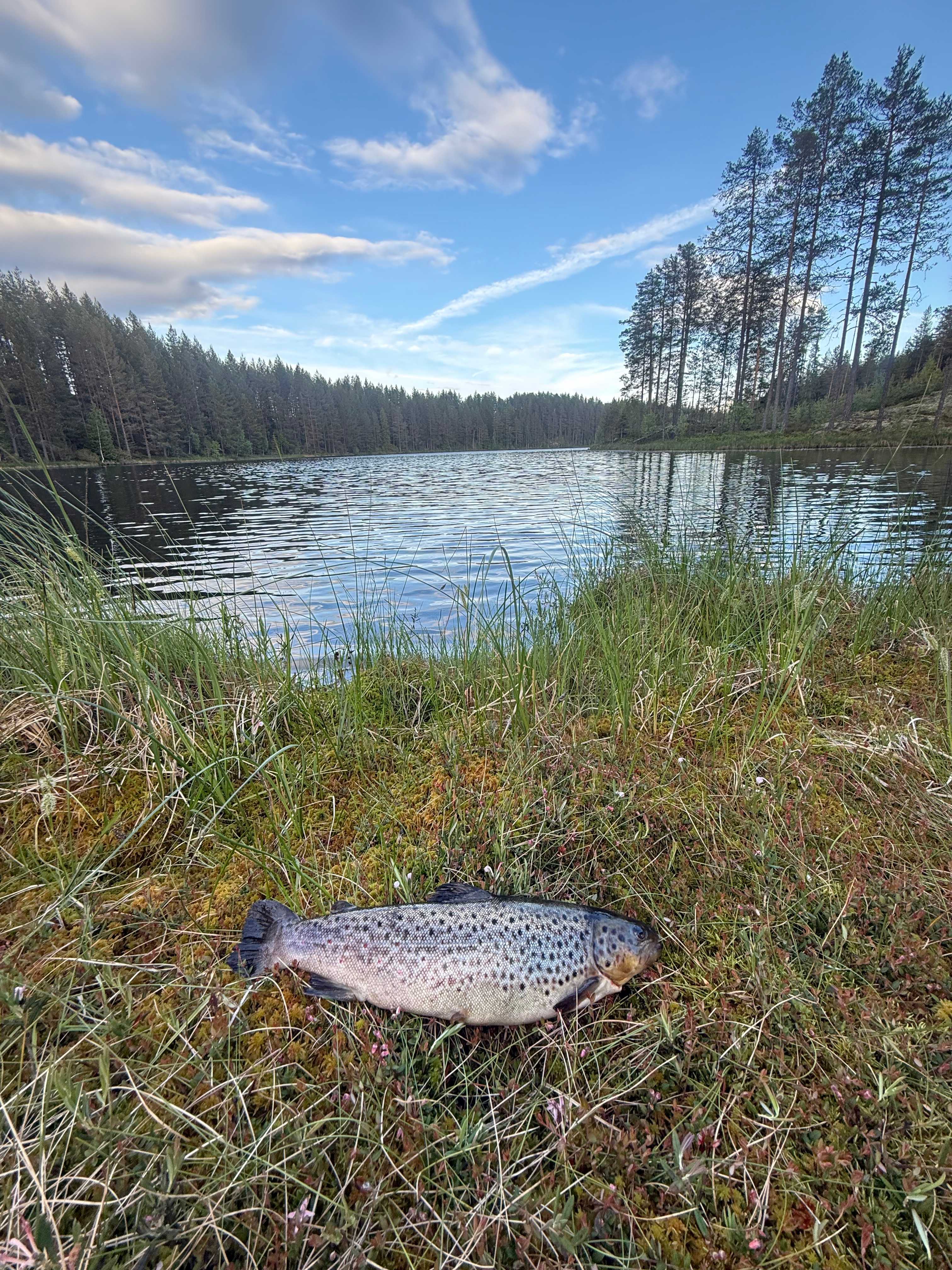 Kuva saaliista