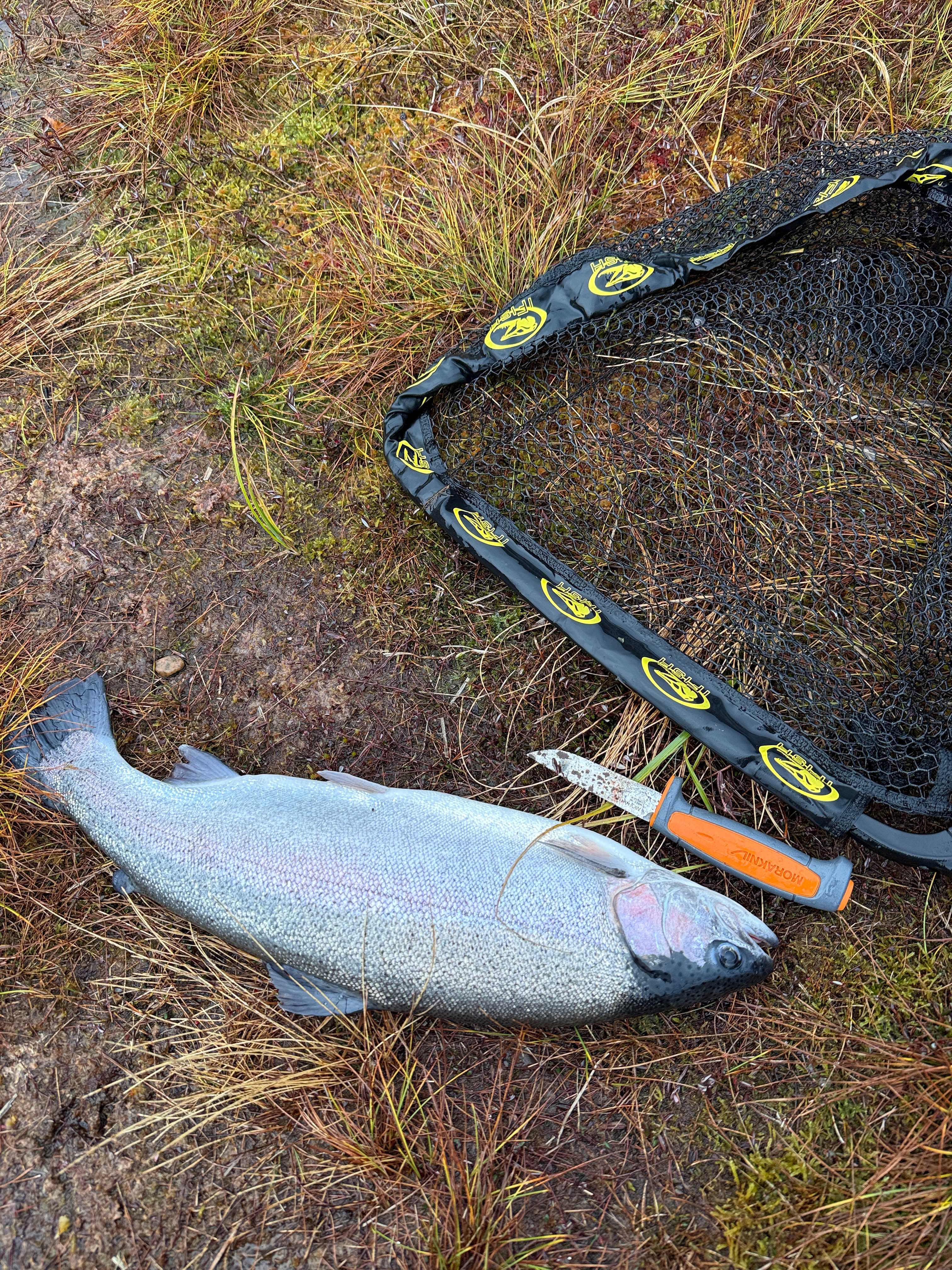 Fångstrapportbild