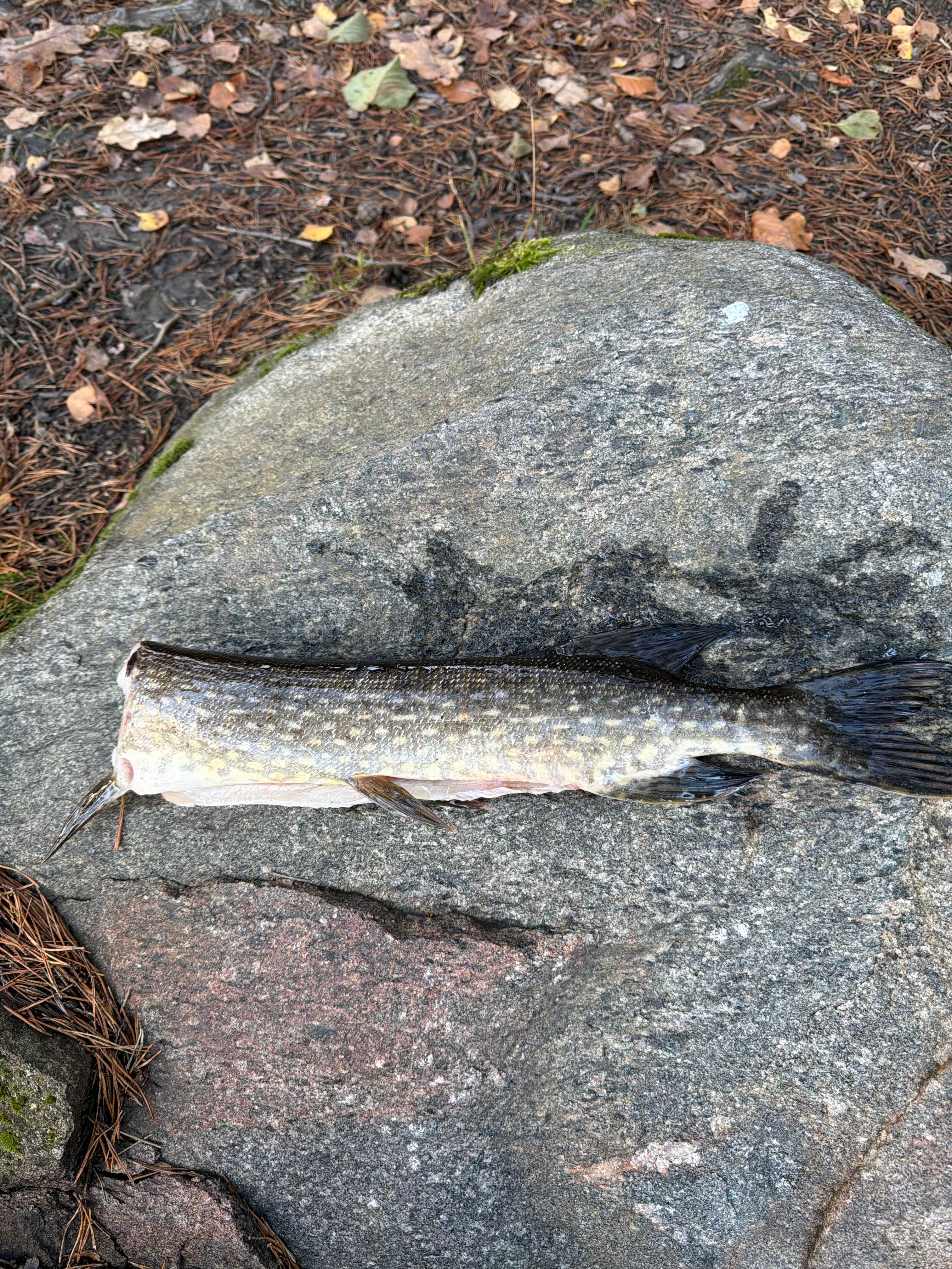 Image of catch