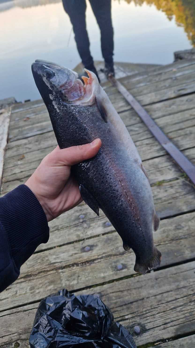 Kuva saaliista