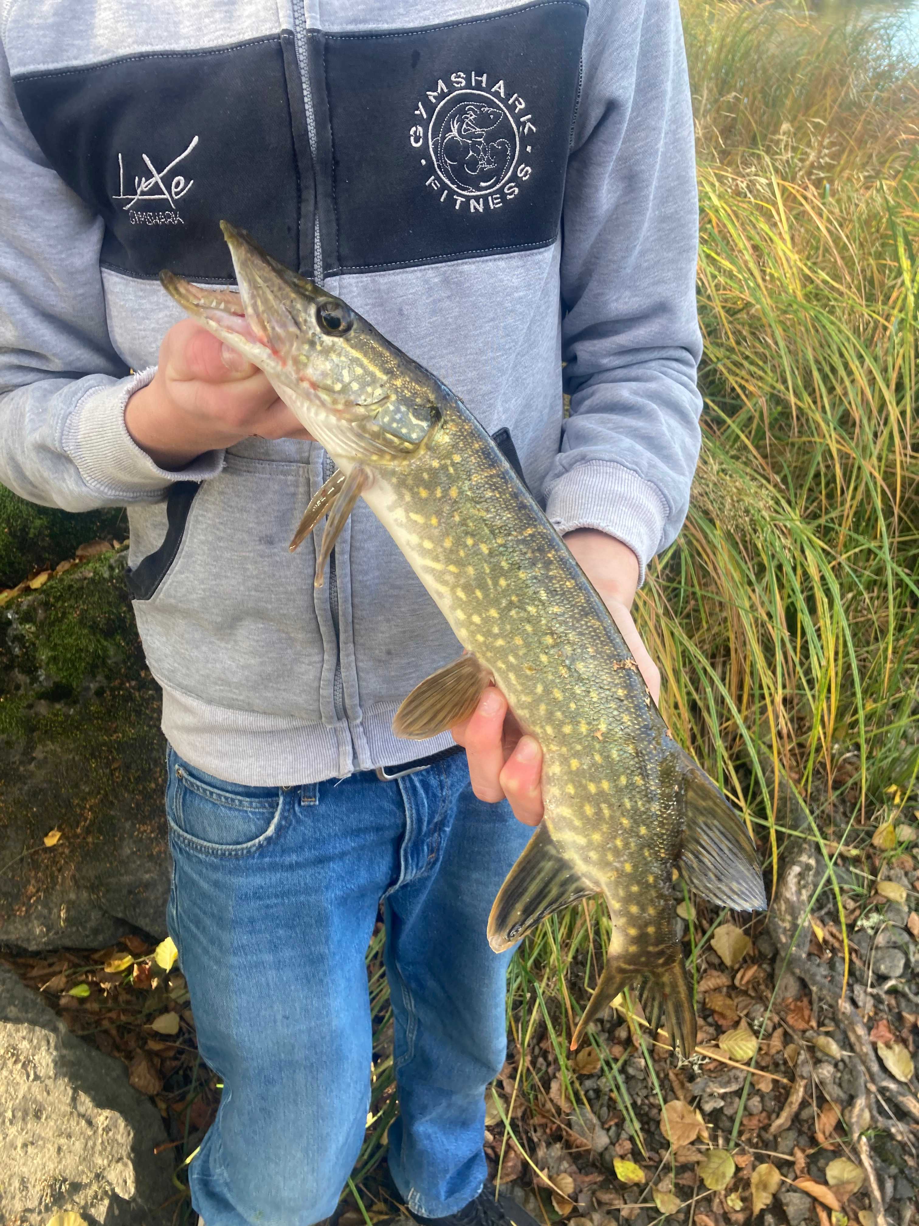 Fångstrapportbild