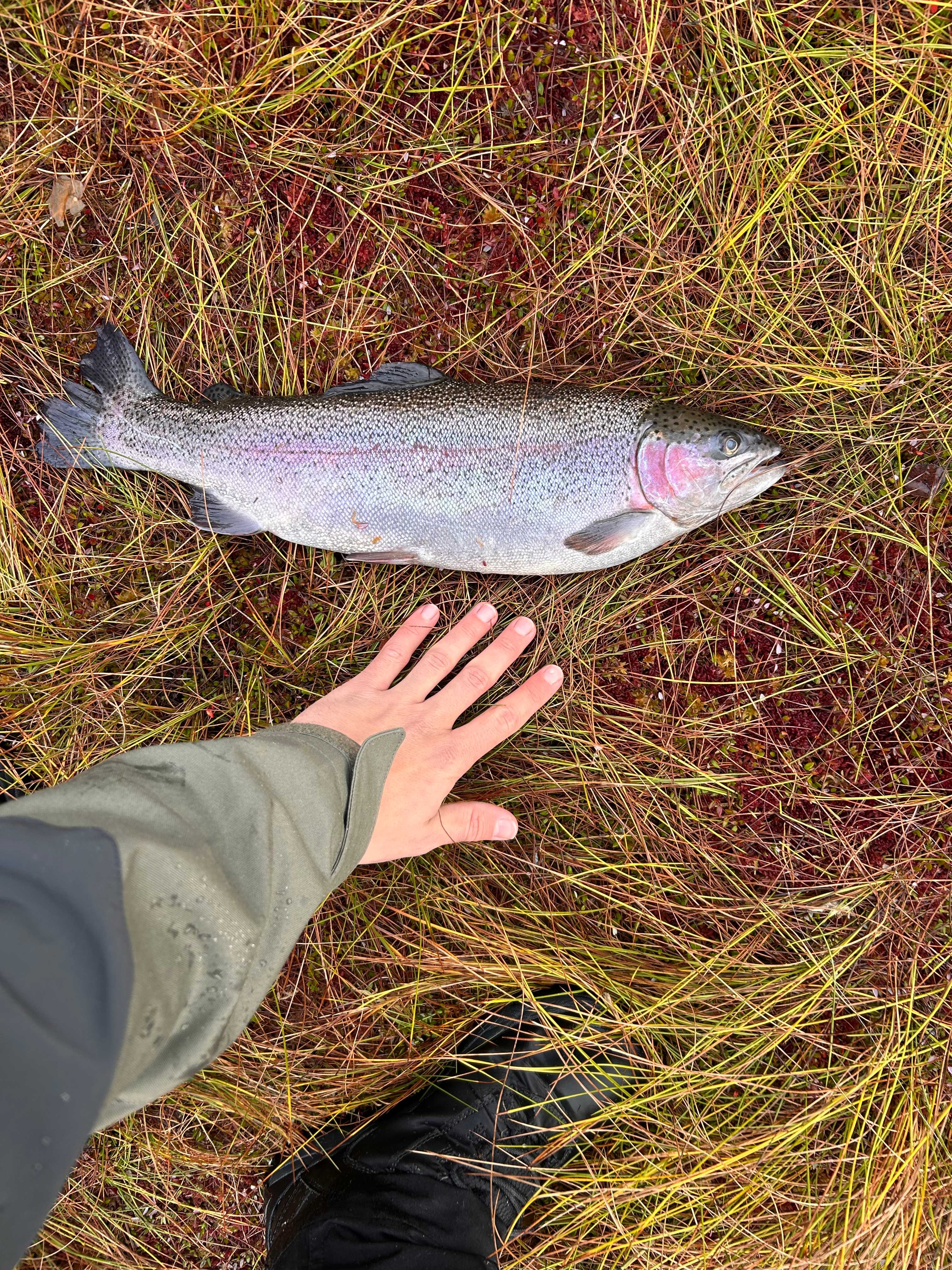 Fångstrapportbild