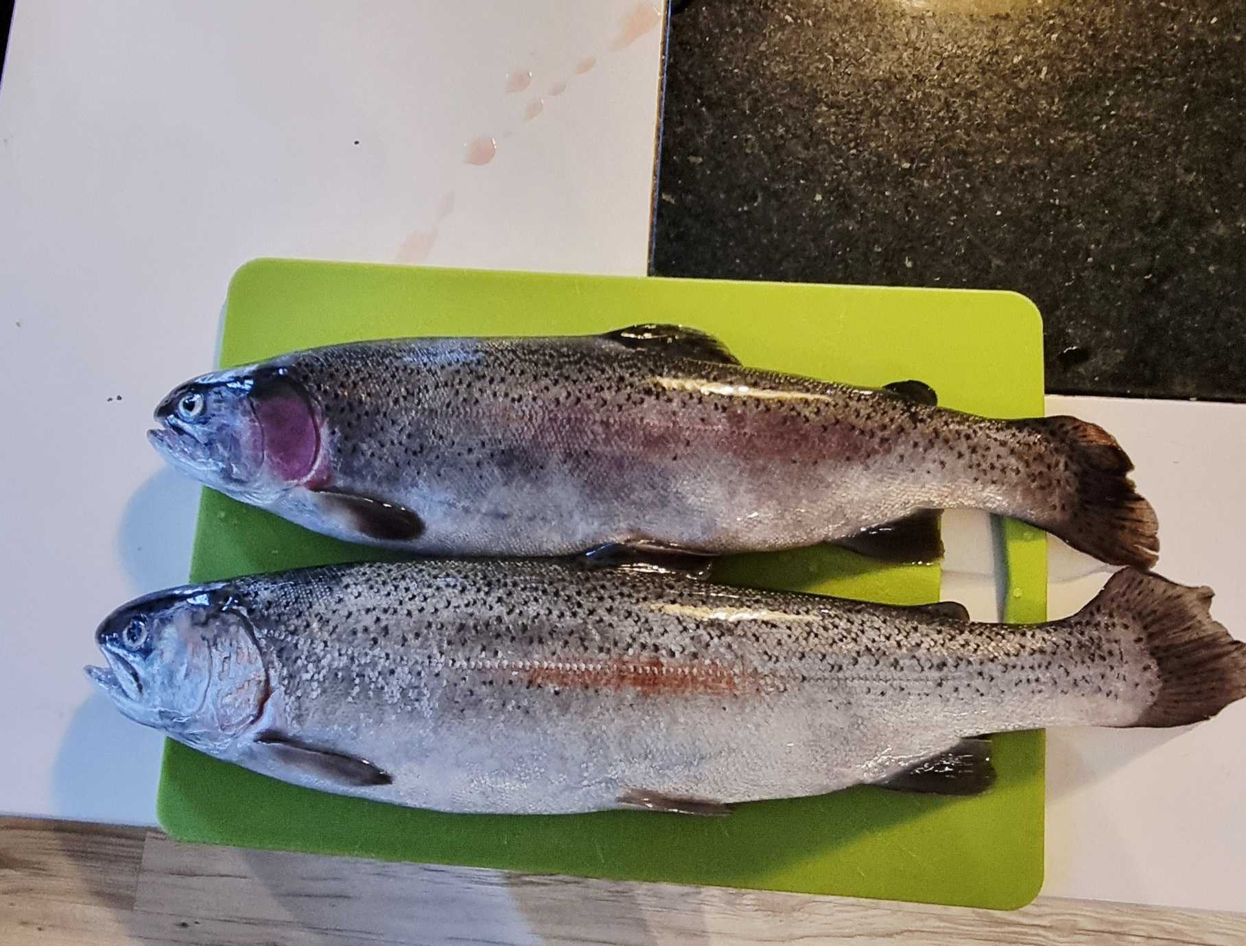 Fångstrapportbild