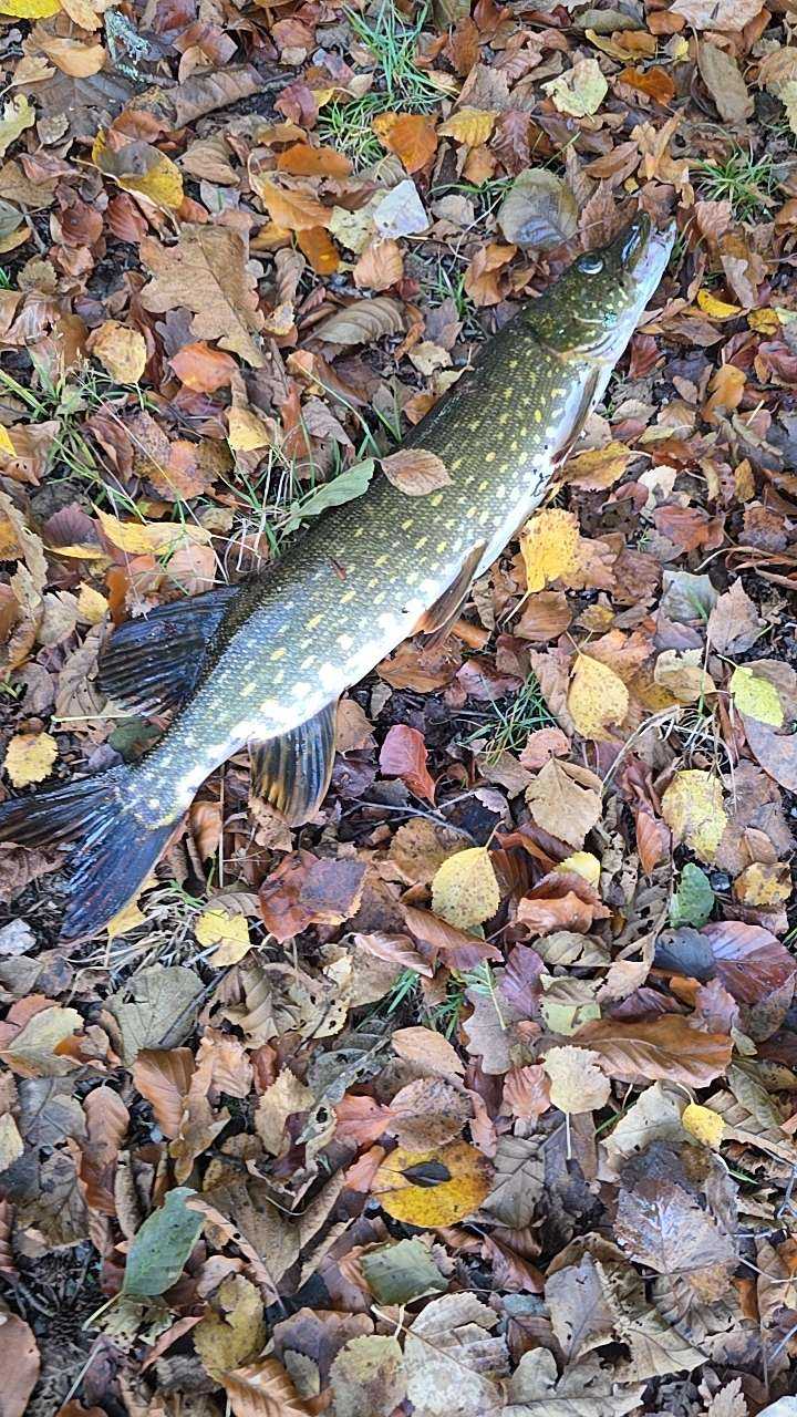 Image of catch