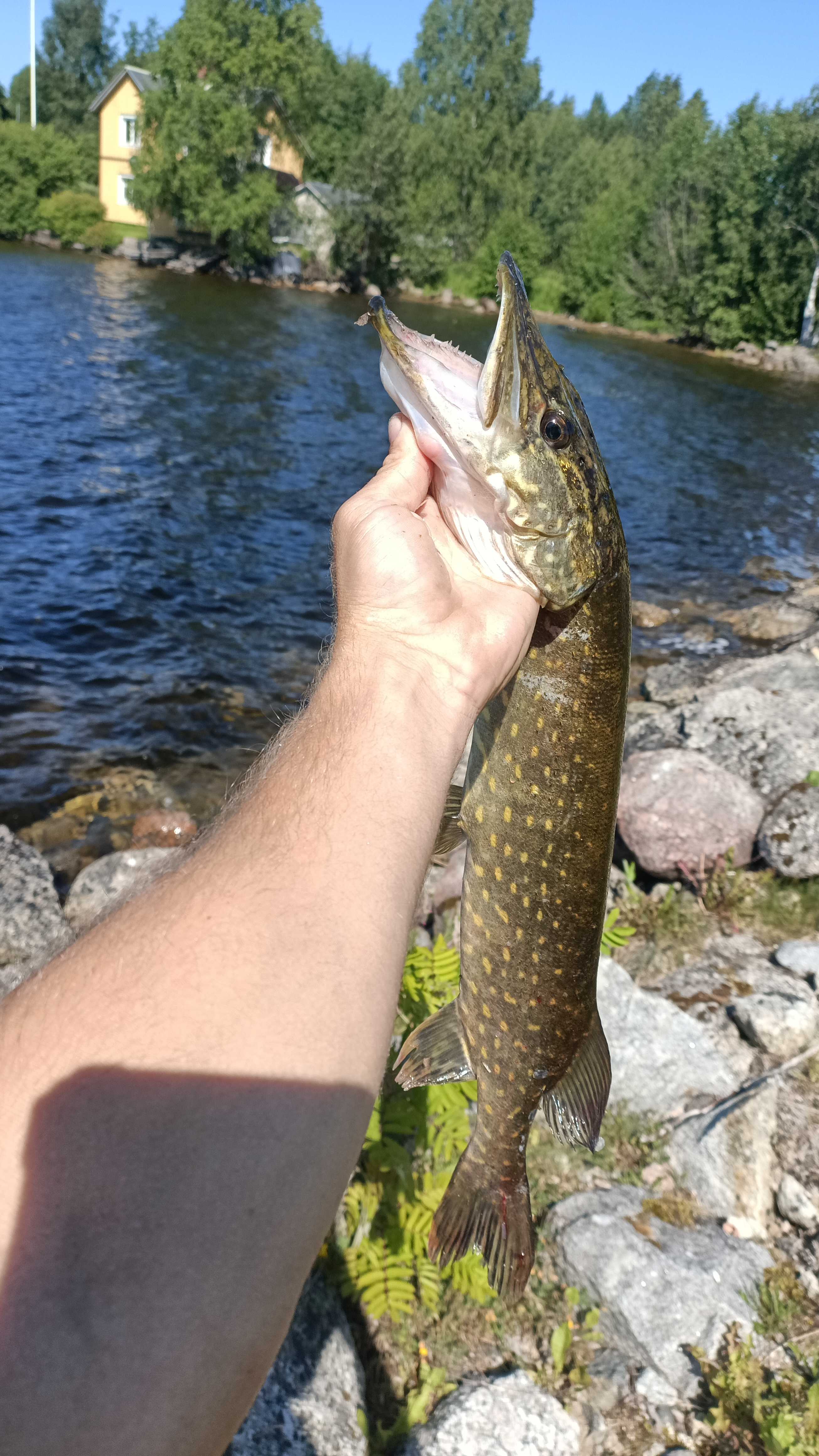 Kuva saaliista
