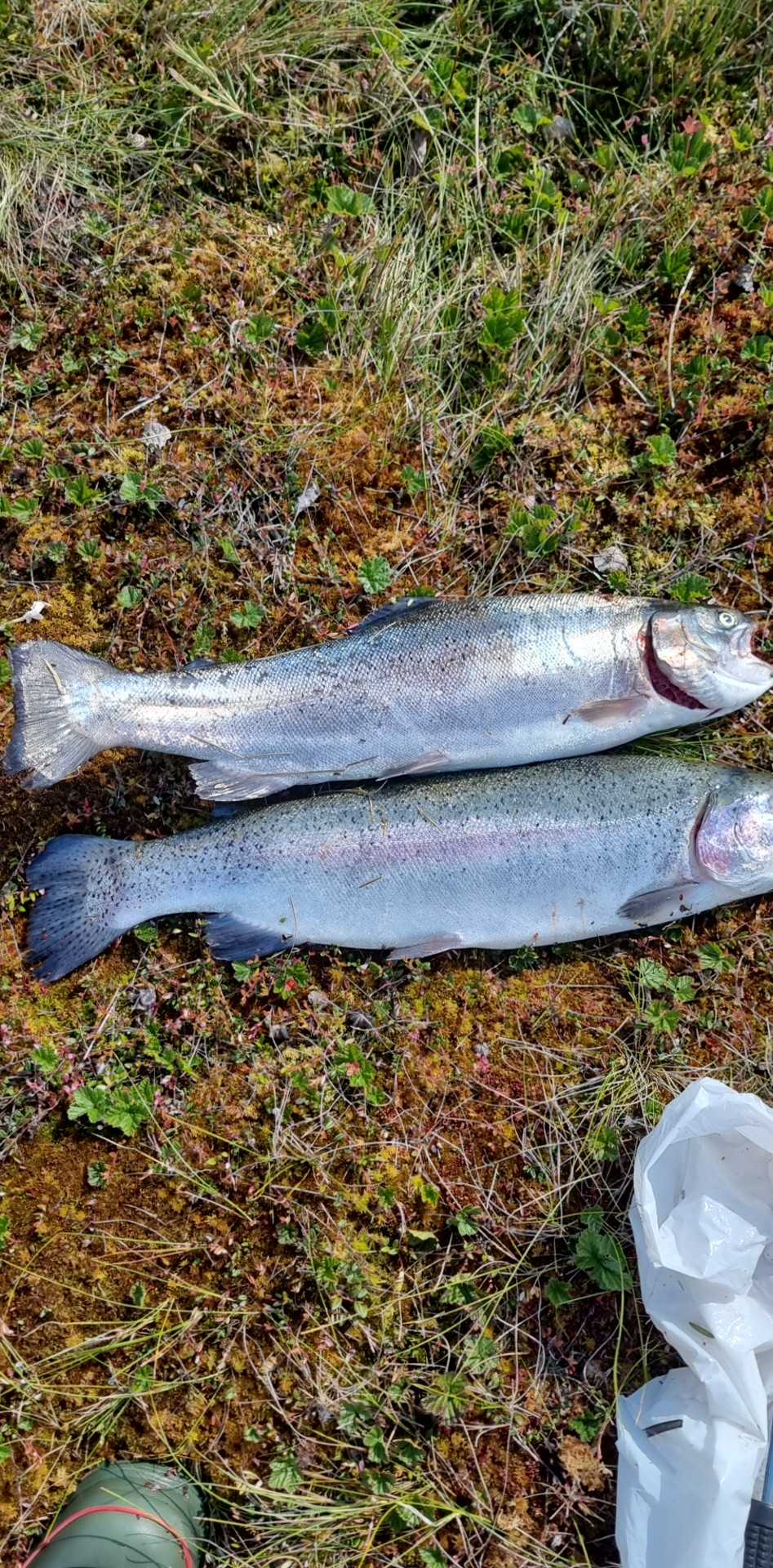Kuva saaliista
