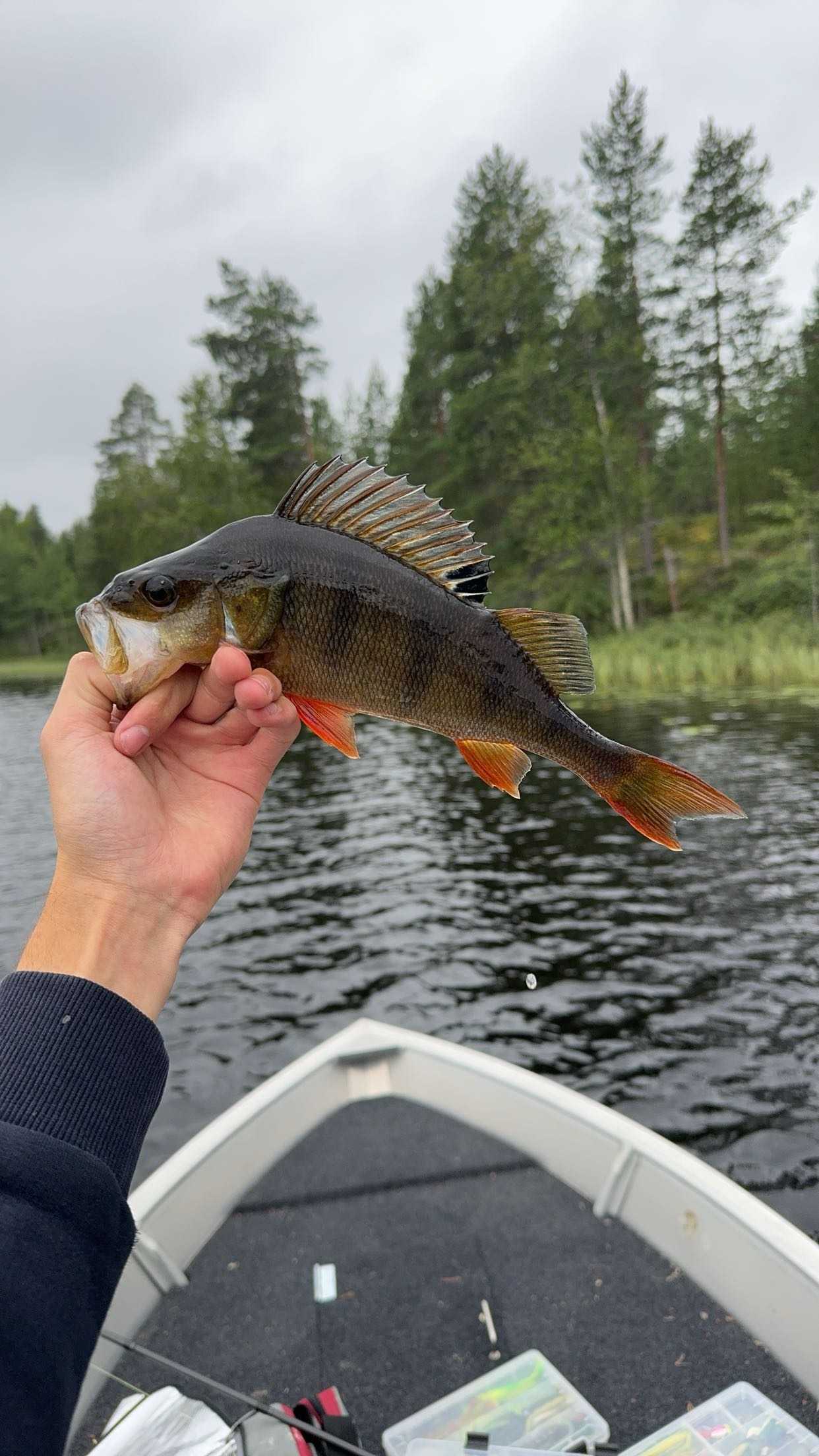 Kuva saaliista