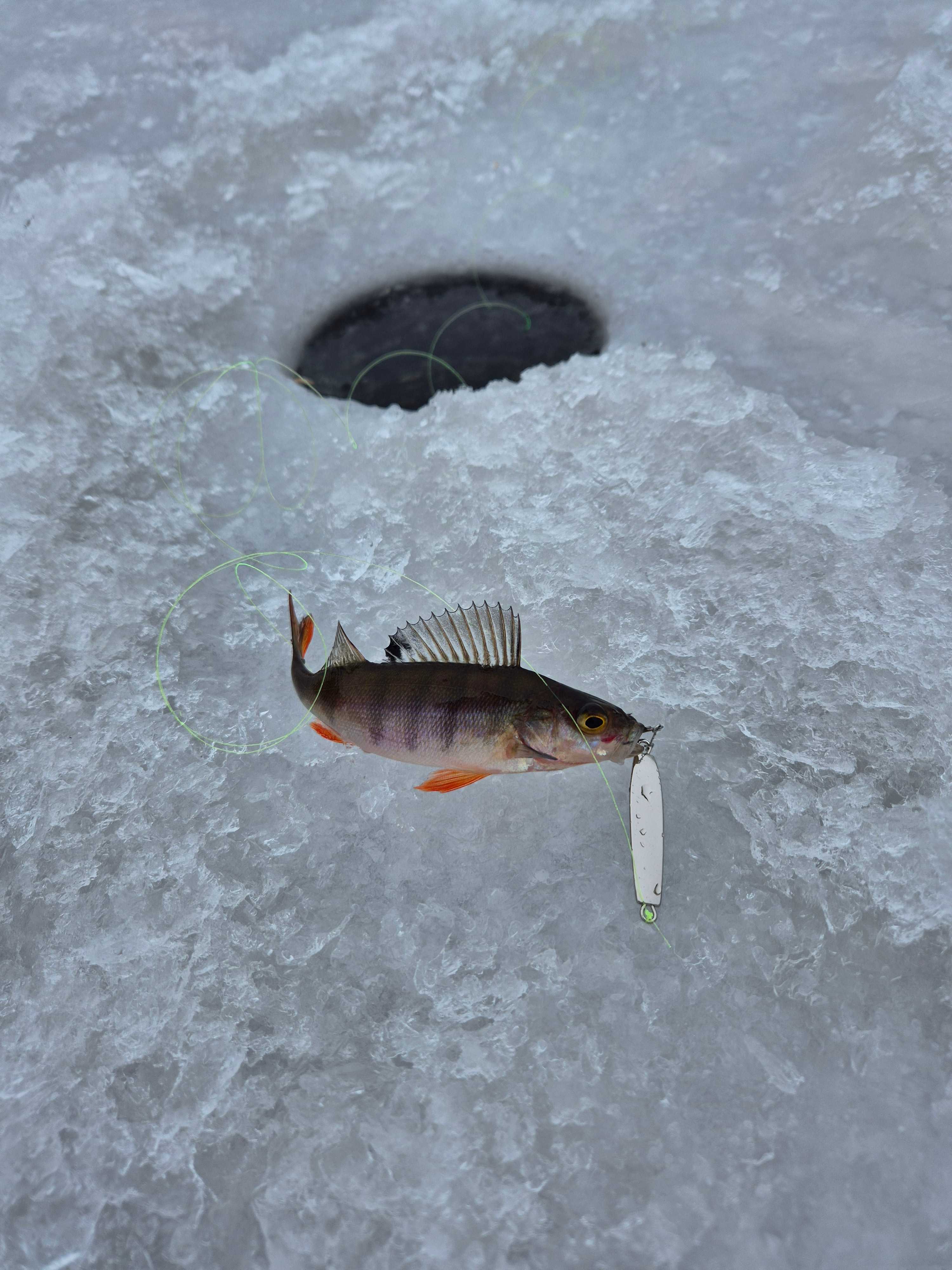 Kuva saaliista