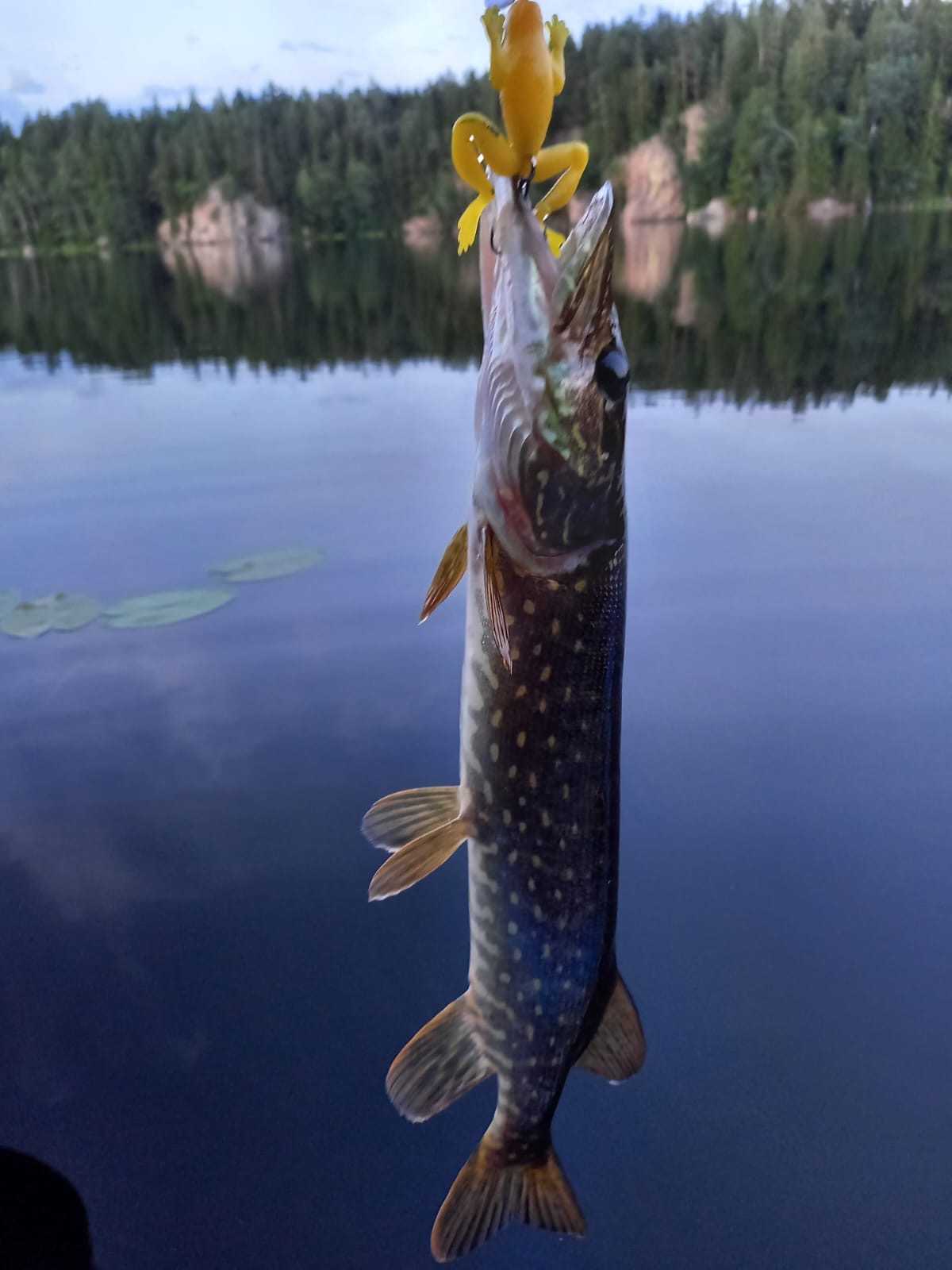 Kuva saaliista