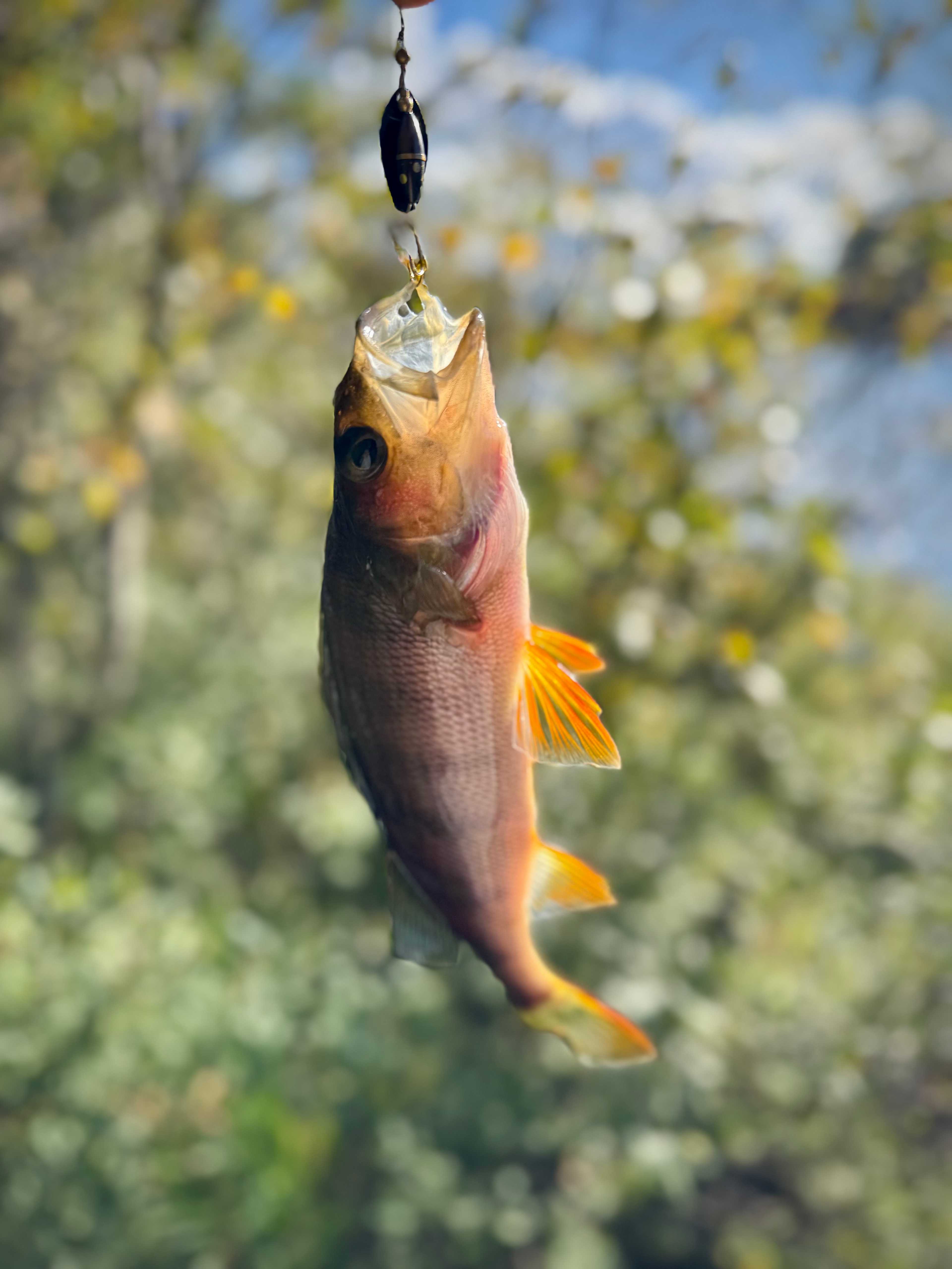 Bild des Fangs