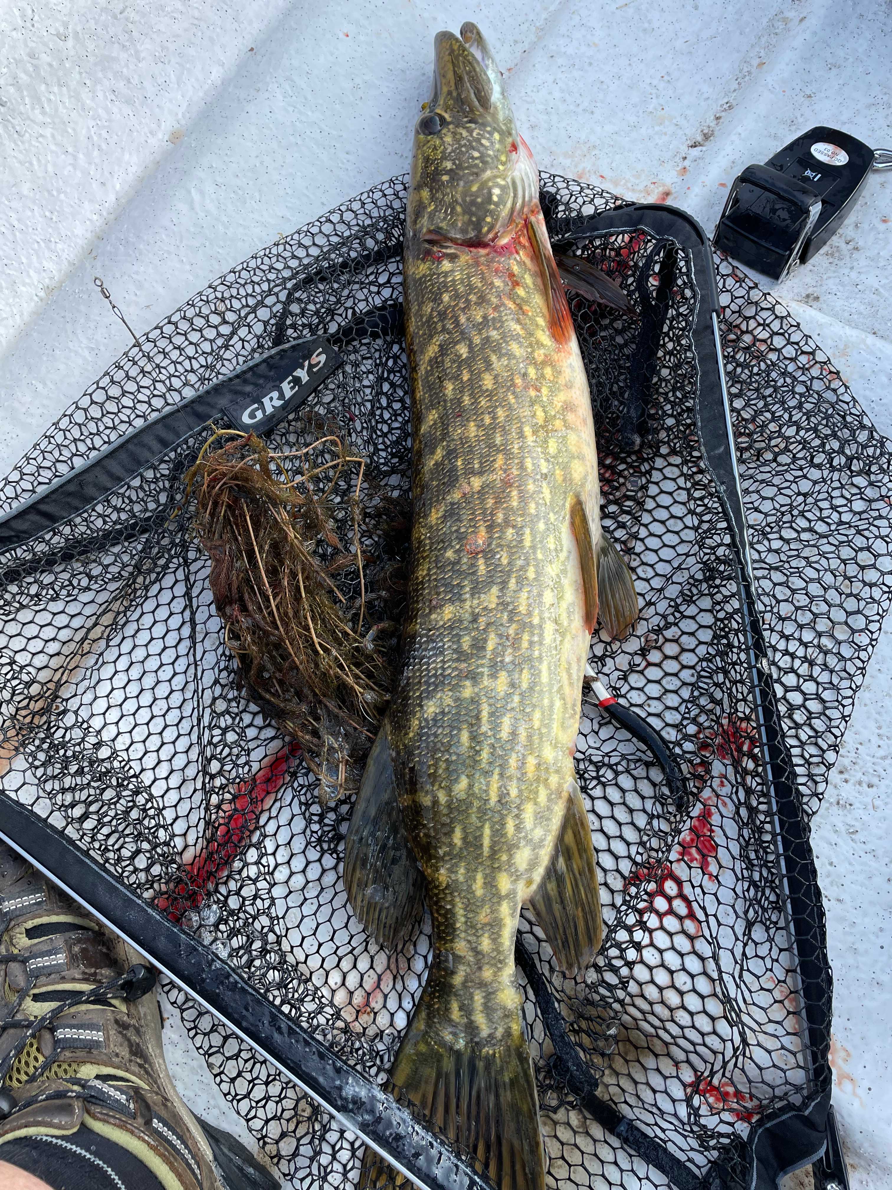Bild des Fangs