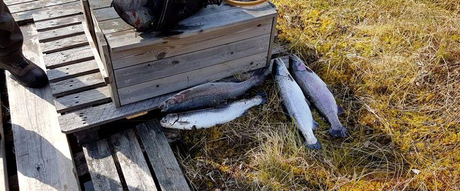 Fångster