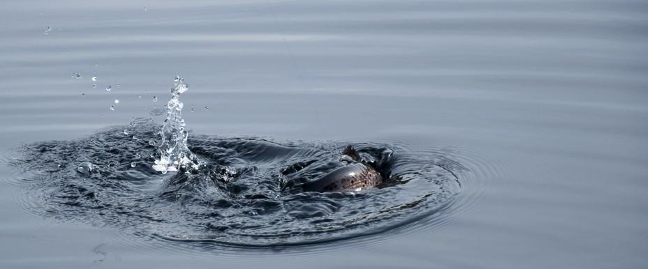 Photo of Tallsjön, Sundsjön, Oreälv m fl vatten