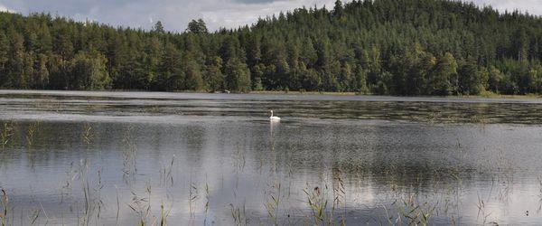 Bulsjöån - Image 1