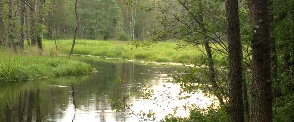 Bulsjöån - Image 7