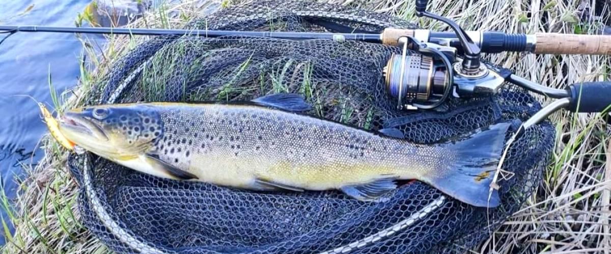 Öring från övre delen av Långseleån Juni 2022