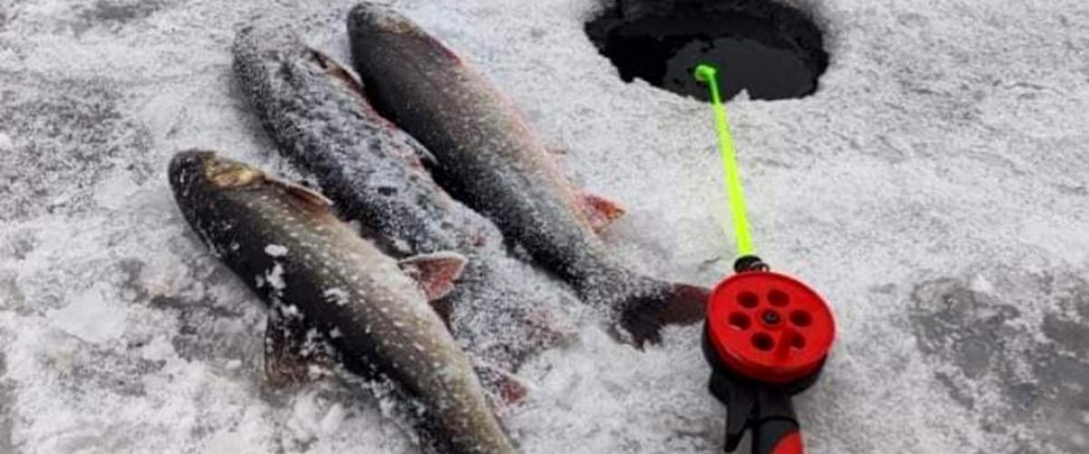 Fina rödingar från Långtjärn