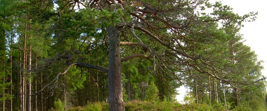 Gårdsjön, Narven och Långtjärn - Image 3
