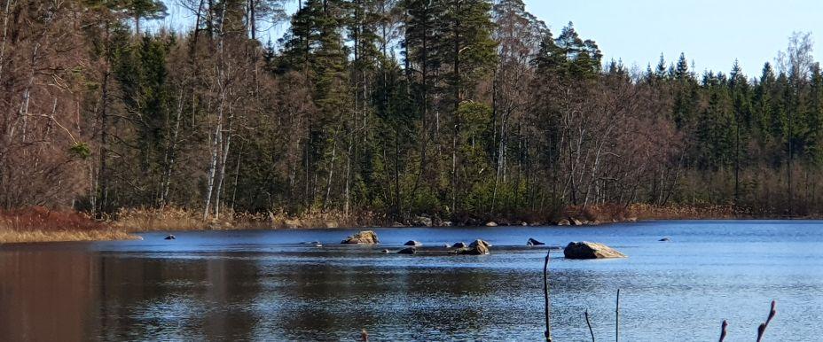 Södra Smedsjön