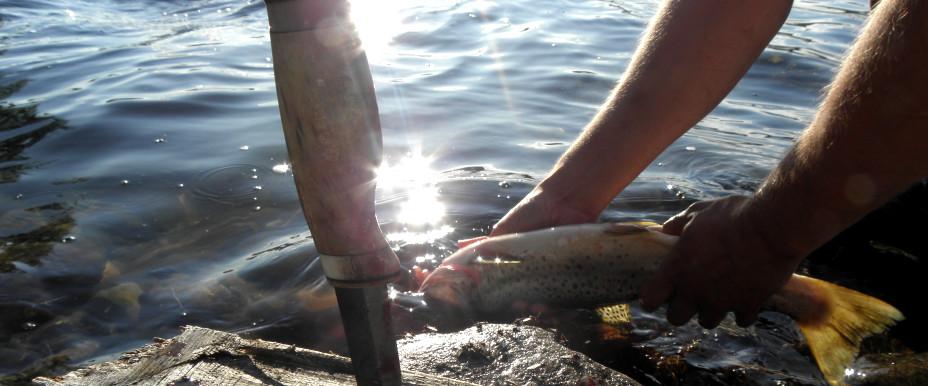 Fisken skall tas rätt på