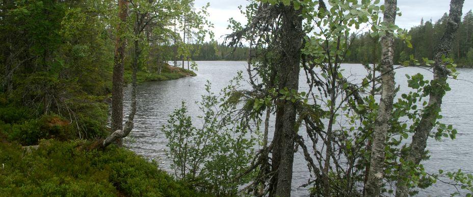 Långtjärn