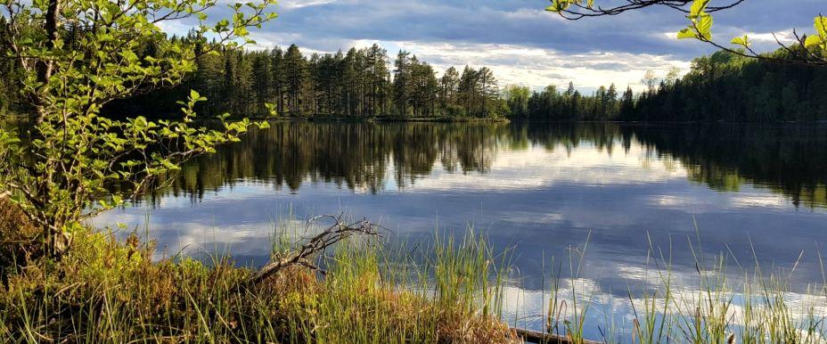 Trästatjärn - Image 2