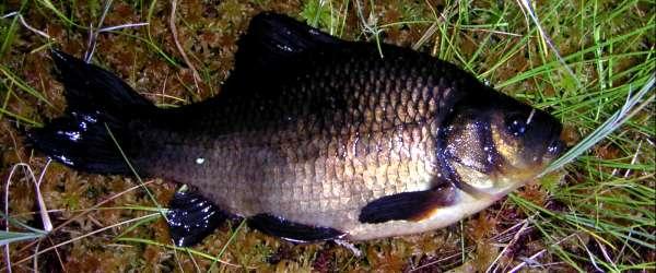 Barken, Flaten, Snuvtjärn m fl sjöar - Image 6