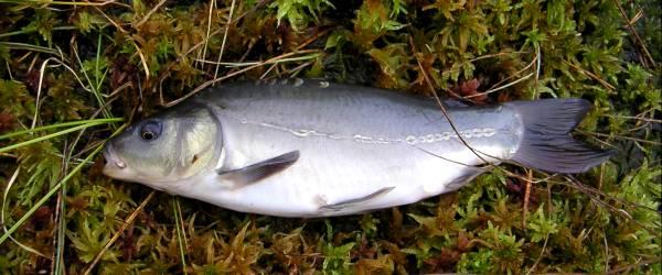 Barken, Flaten, Snuvtjärn m fl sjöar - Image 11