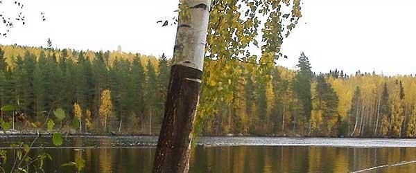 Arbrås FVF Lillsjön, Stugsjön, Ljusnan mm - Image 6