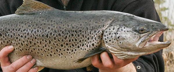 Ljusdals FVO - Image 7