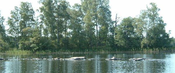Tisnaren - Image 6