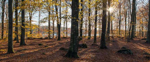 Stora Hensjön - Image 5