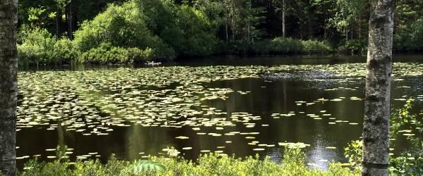 Krusasjön - Image 4