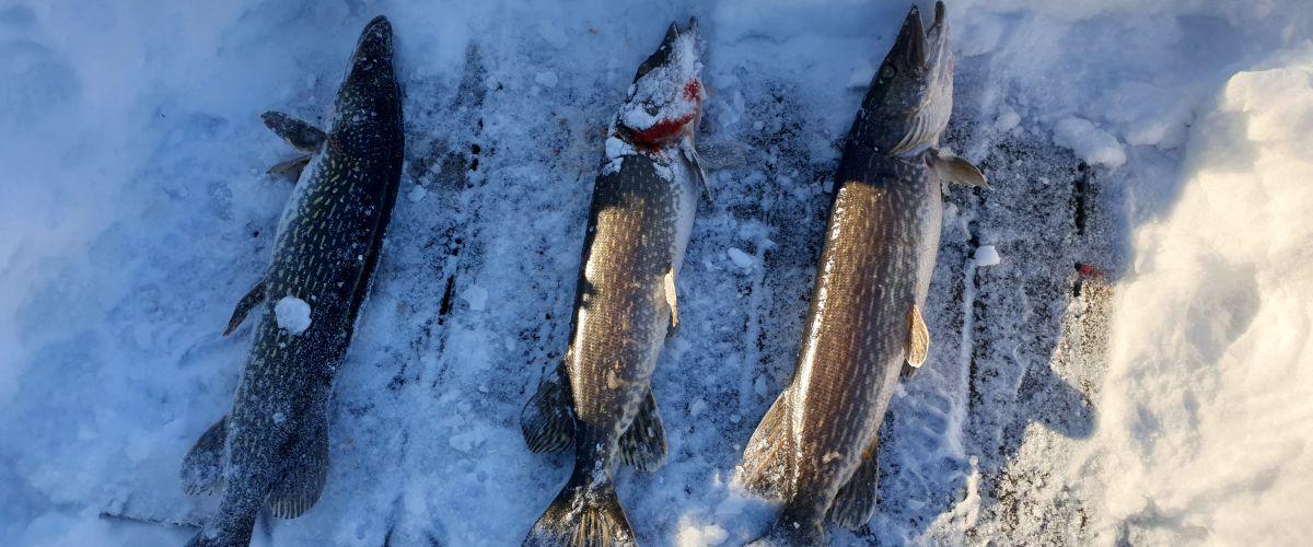 Vinterfiske fångst