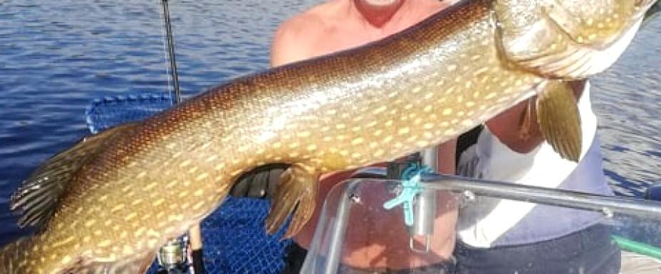 En av många topp gäddor jag tagen av under Gäddraget 2019