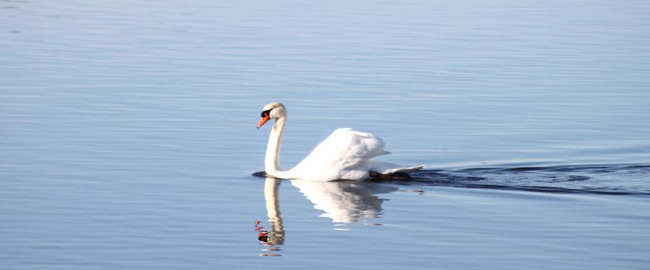 Kårahultsjön/Yggersrydsjön - Image 3