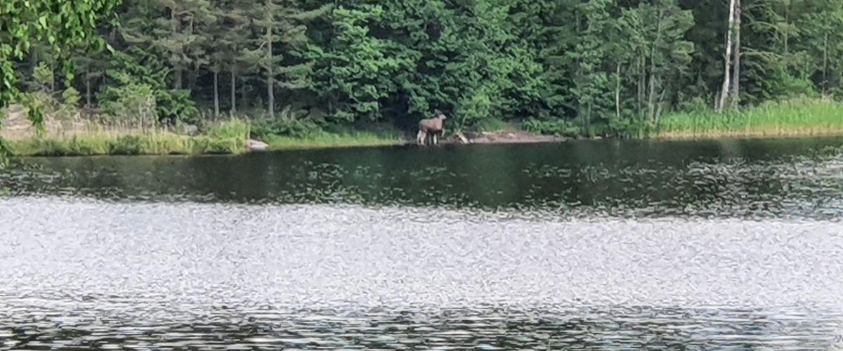 Holmedalssjön, Lianetjärn m fl vatten - Image 3