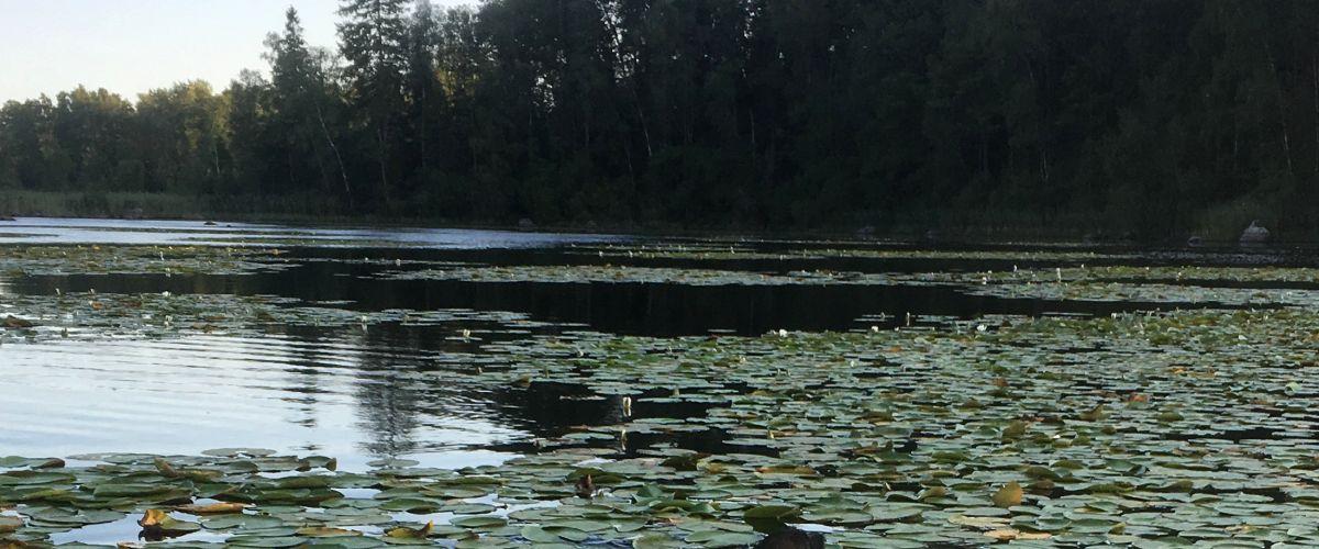 Tjurken, Kalven - Image 6