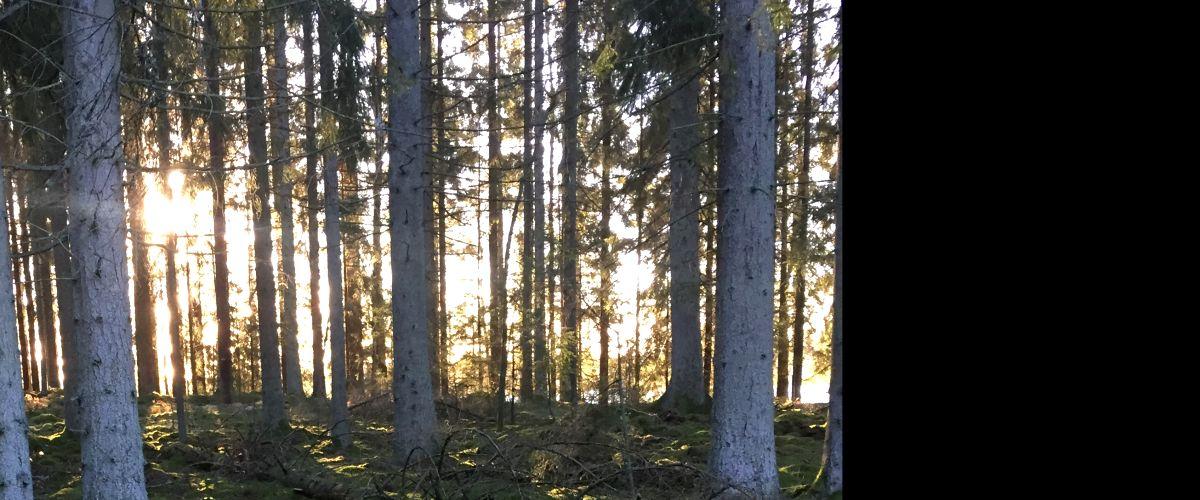 Midvintersol från sjön