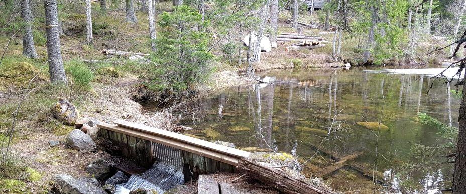 Fallbärstjärnen - Image 2