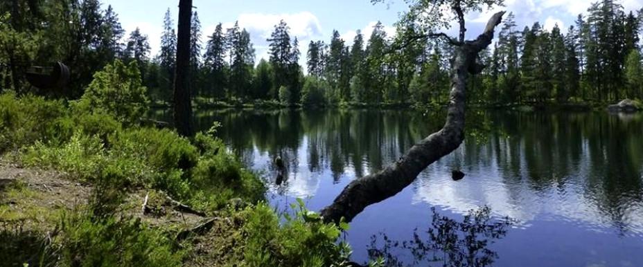 Fallbärstjärnen - Image 3