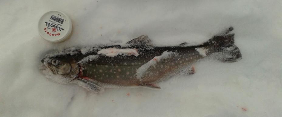 Rödvattenssjön, Västervattnet m fl vatten - Image 3