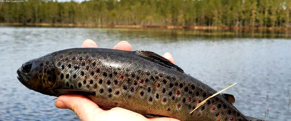Photo of Härnen, Långsjön m fl vatten