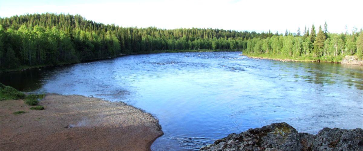 Pahakurkkio