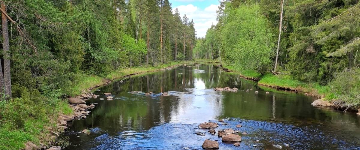 Pajsån