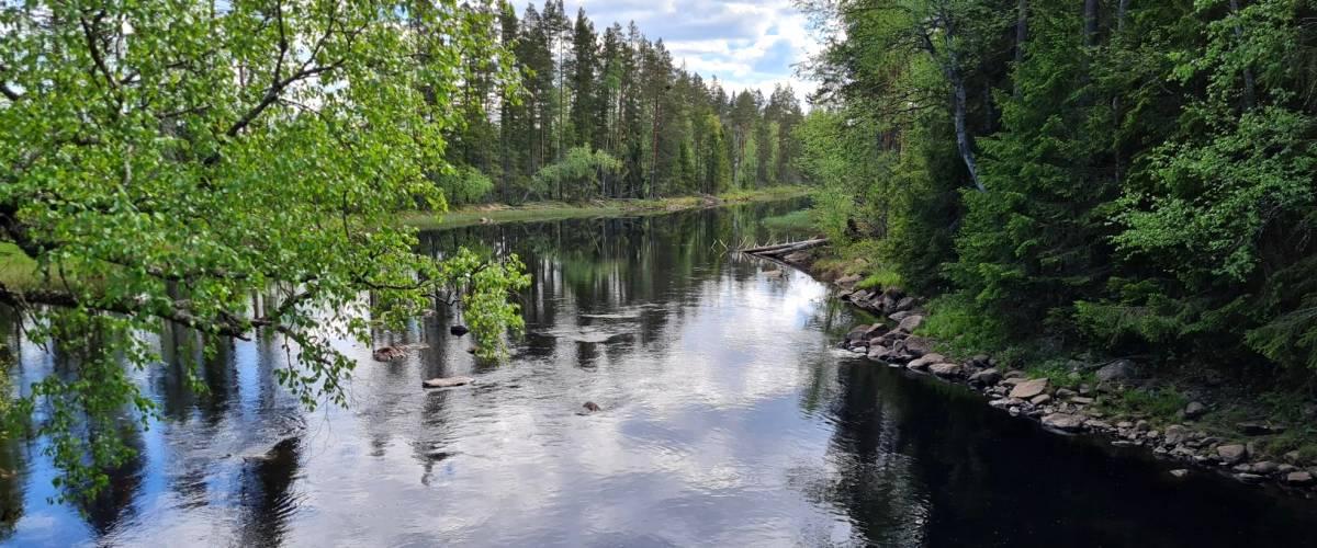 Pajsån