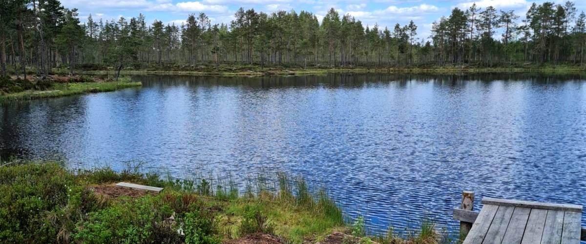 Hamptjärn